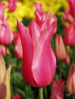 Bild von Tulipa marjolettii