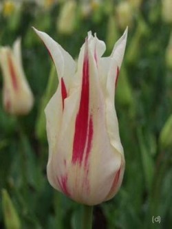 Bild von Tulipa  Marilyn