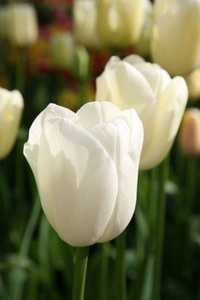 Bild von Tulipa  Maureen