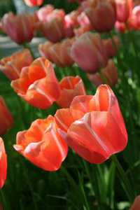 Bild von Tulipa  Menton