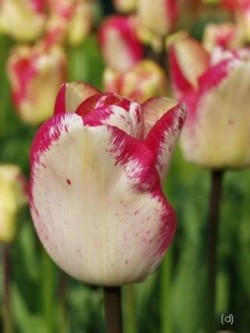 Bild von Tulipa  Mata-Hari