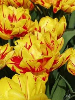 Bild von Tulipa  Monsella