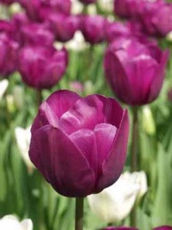 Bild von Tulipa  Negrita