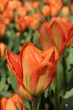 Bild von Tulipa  Orange-Emperor