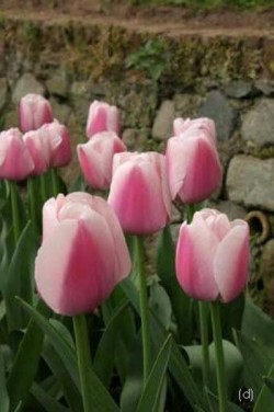 Bild von Tulipa  Ollioules