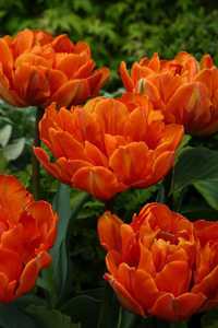 Bild von Tulipa  Orange-Princess