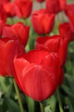 Bild von Tulipa  Parade