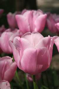 Bild von Tulipa  Pink-Diamond