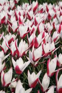 Bild von Tulipa  Peppermintstick