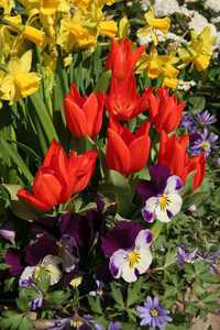 Bild von Tulipa praestans Füsilier