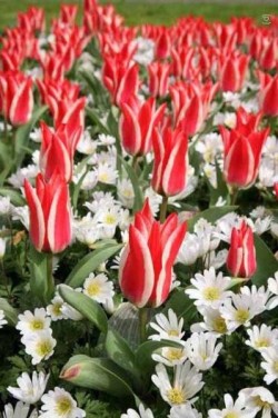 Bild von Tulipa  Pinocchio