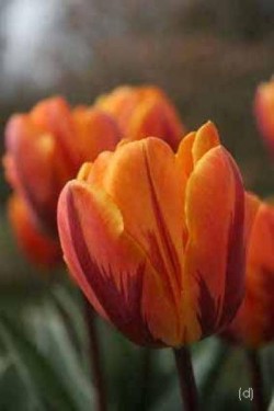 Bild von Tulipa  Prinses-Irene