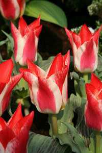 Bild von Tulipa  Plaisir