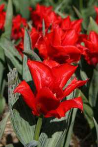 Bild von Tulipa  Page-Polka