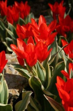 Bild von Tulipa praest. Unicum