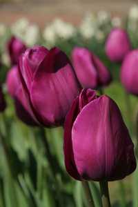 Bild von Tulipa  Purple-Prince