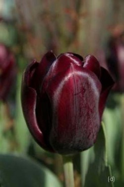 Bild von Tulipa  Queen-of-Night