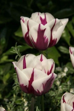 Bild von Tulipa  Rems-Favourite