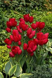 Bild von Tulipa  Red-Georgette