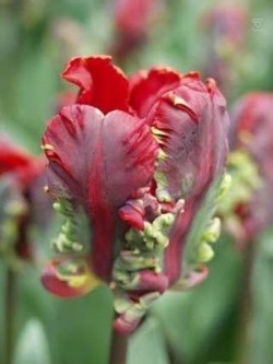 Bild von Tulipa  Rococo