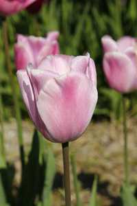 Bild von Tulipa  Rosalie