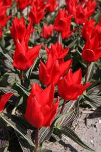 Bild von Tulipa  Red-Riding-Hood