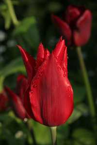 Bild von Tulipa  Red-Shine