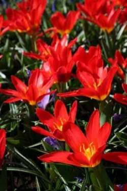 Bild von Tulipa  Scarlet-Baby