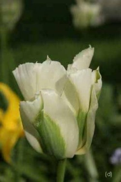 Bild von Tulipa  Springgreen