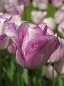 Bild von Tulipa  Shakespeare