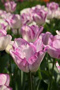 Bild von Tulipa  Shirley