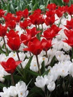 Bild von Tulipa  Showwinner