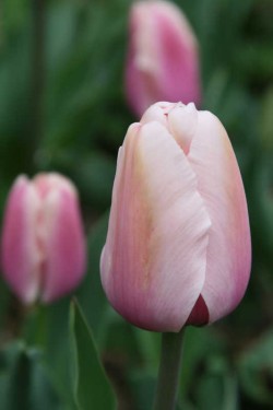 Bild von Tulipa  Salmon-Impression
