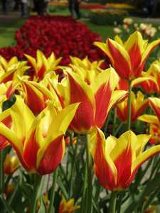 Bild von Tulipa  Synaeda-King