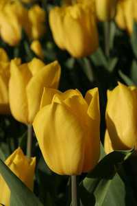 Bild von Tulipa  Strong-Gold
