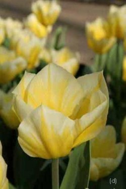 Bild von Tulipa  Sweetheart