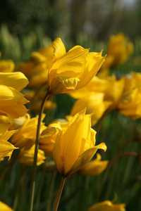 Bild von Tulipa sylvestris 4