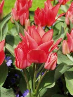 Bild von Tulipa  Toronto