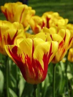 Bild von Tulipa  Washington