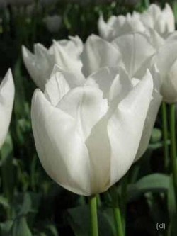 Bild von Tulipa  White-Dream