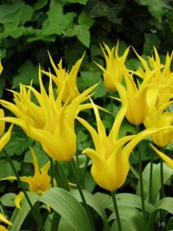 Bild von Tulipa  West-Point