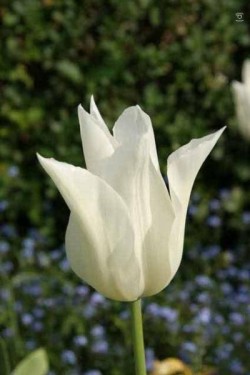 Bild von Tulipa  White-Triumphator
