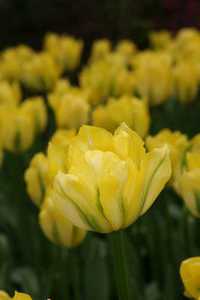 Bild von Tulipa  Yellow-Springgreen
