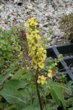 Bild von Verbascum nigrum