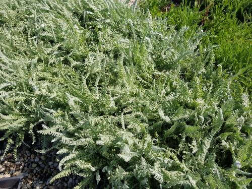 Bild von Achillea clypeolata
