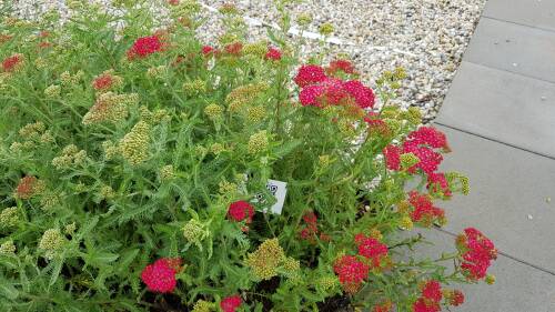 Bild von /bilder/bluehapp/thumb/ACHMPA_Achillea_millefolium__Paprika__o_P0_5__P-0365528001_T-b_K-23_Y-19_70304_aktiv_.jpg