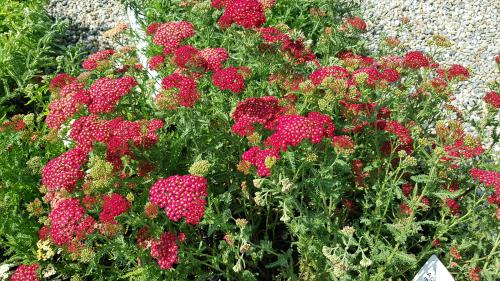 Bild von /bilder/bluehapp/thumb/ACHMPA_Achillea_millefolium__Paprika__o_P0_5__P-0365528001_T-b_K-24_Y-19_11109_aktiv_.jpg