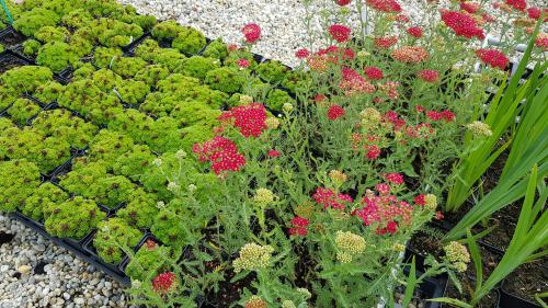 Bild von /bilder/bluehapp/thumb/ACHMPA_Achillea_millefolium__Paprika__o_P0_5__P-0365528001_T-b_K-25_Y-19_92162_aktiv_.jpg