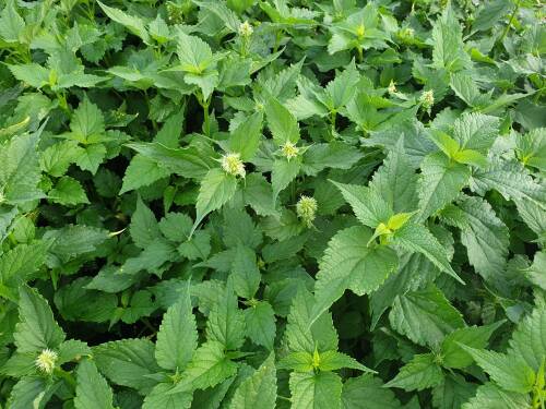 Bild von /bilder/bluehapp/thumb/AGARAL_Agastache_rugosa__Alabaster__P1_0__P-0511005001_T-k_K-30_Y-20_36359_aktiv_.jpg