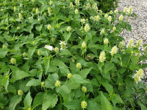 Bild von /bilder/bluehapp/thumb/AGARAL_Agastache_rugosa__Alabaster__P1_0__P-0511005001_T-k_K-36_Y-20_61822_aktiv_.jpg